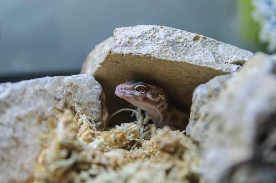an African fat-tailed gecko in a tank
