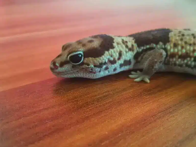 making a bond with an african fat-tailed gecko