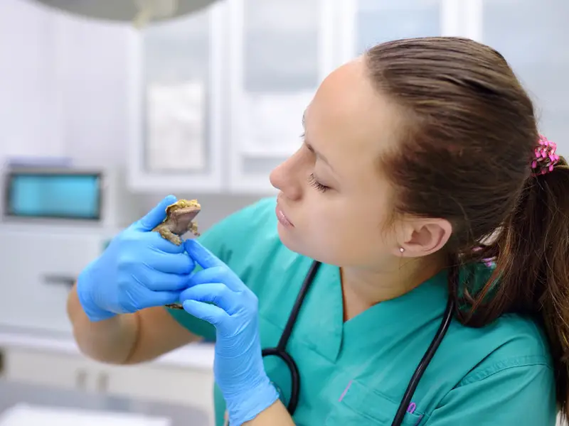 a vet healing a dying gecko