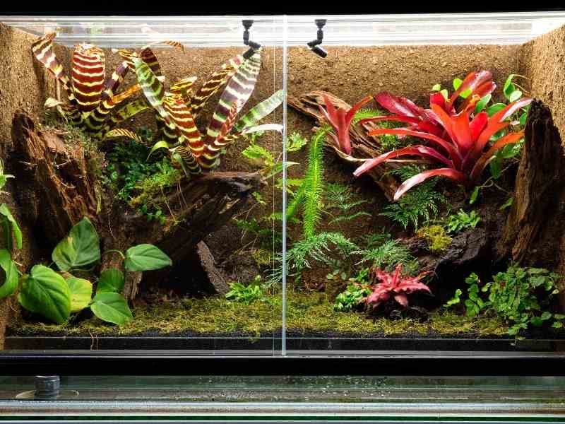how to clean a gecko tank or terrarium