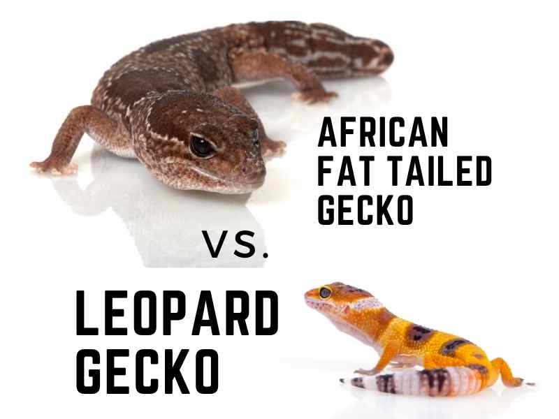 african fat-tailed vs leopard gecko