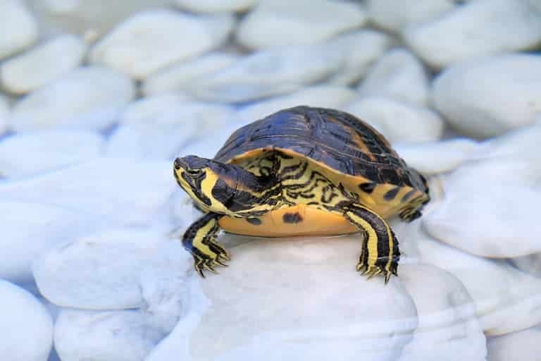baby yellow-bellied slider turtle