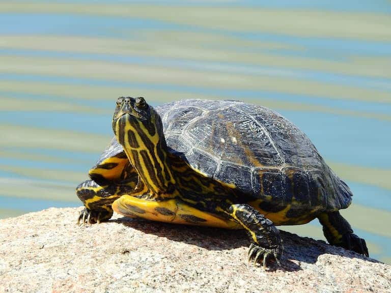 yellow-bellied slider turtle