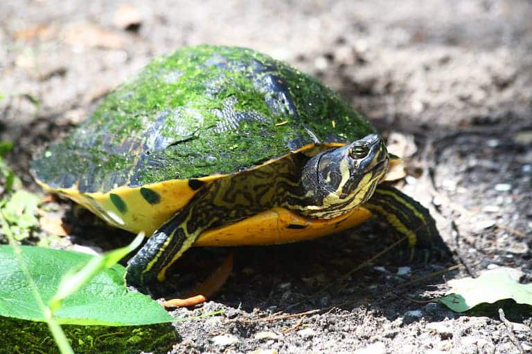 a yellow-bellied slider turtle as a pet