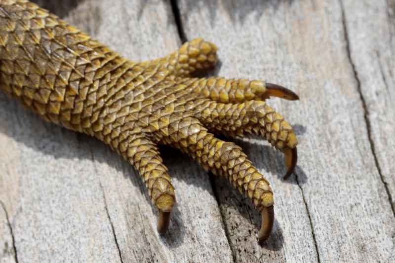 a bearded dragon foot and toes