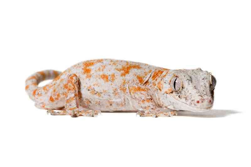 a gargoyle gecko shedding skin