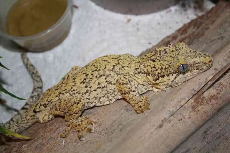 a gargoyle gecko that is sleeping