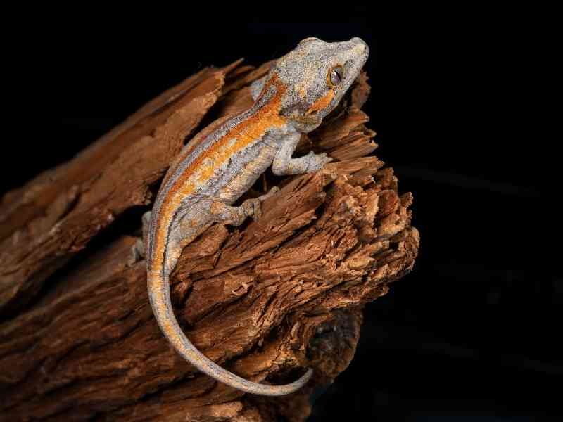 a gargoyle gecko with a wavy tail