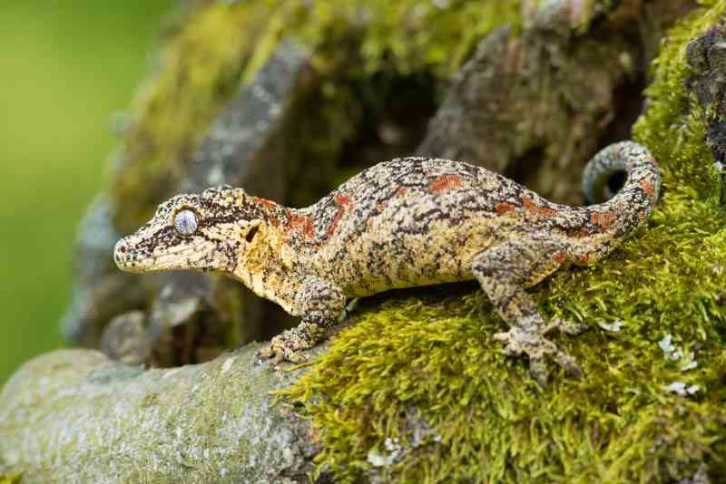 a gargoyle geckos changing colors