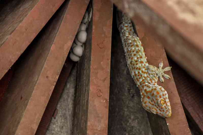 a tokay gecko with eggs
