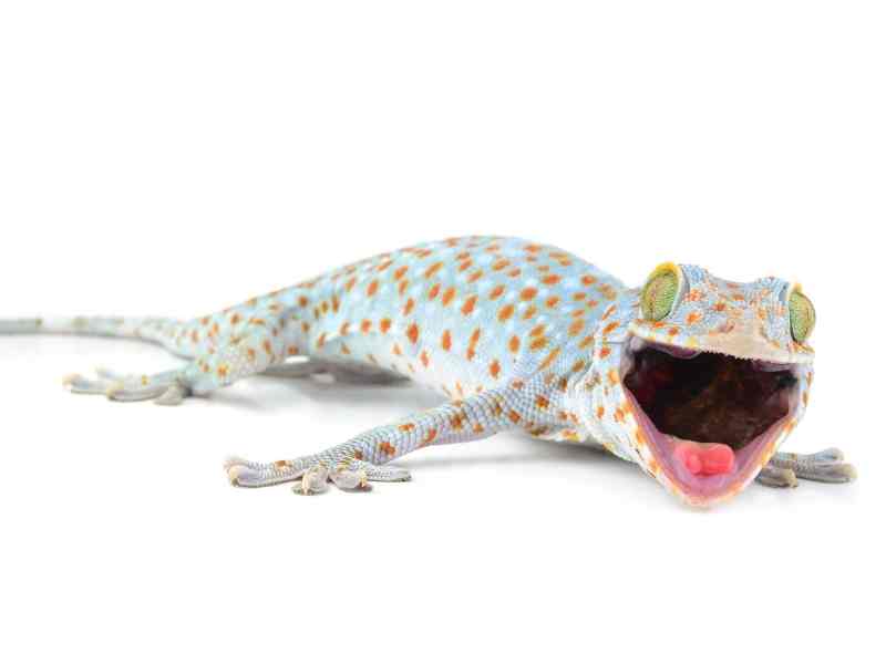 tokay gecko making noise