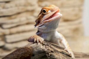 Bearded Dragon Calcium: How to Supplement and Risks to Avoid - Bearded Dragon Calcium Sources Crushed Cuttlebone
