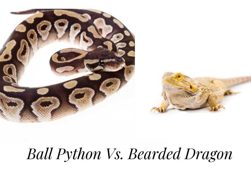 a ball python and a bearded dragon