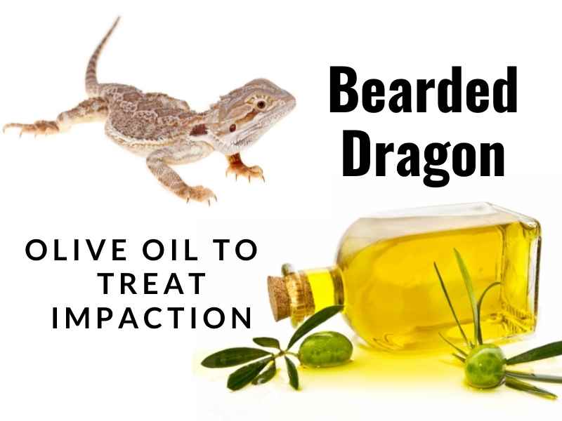 treating a bearded dragon for an impaction with olive oil