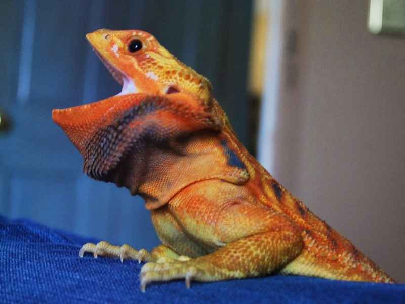 a bearded dragon with a swollen puffy neck