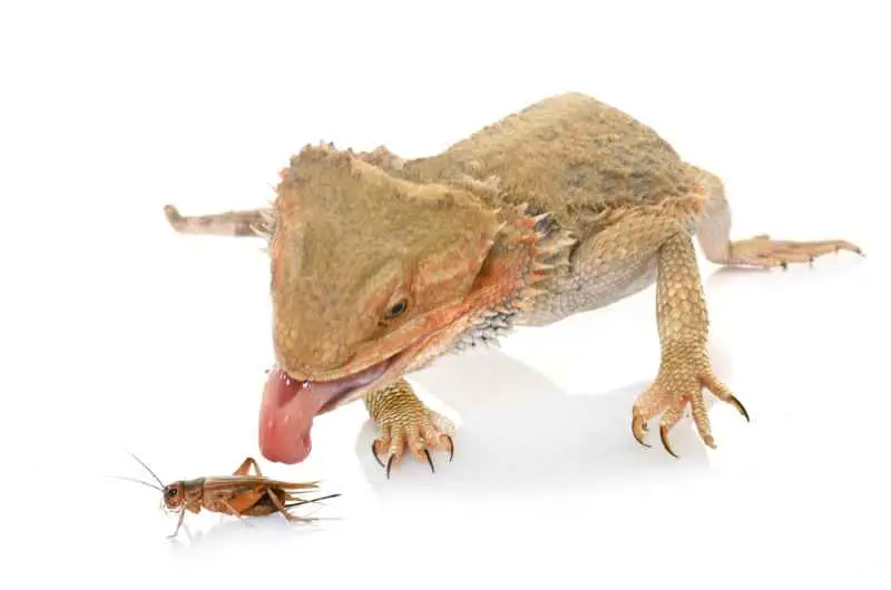 a bearded dragon eating live crickets