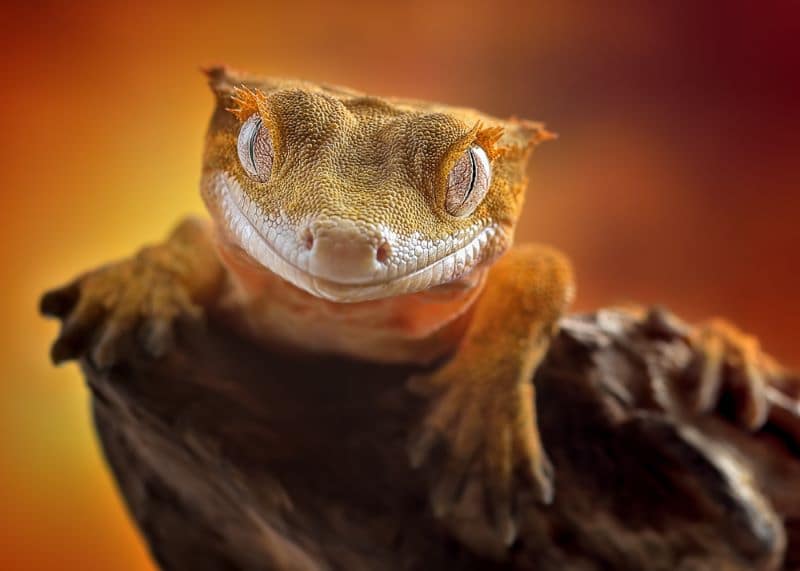 a crested gecko sleeping with its eyes open