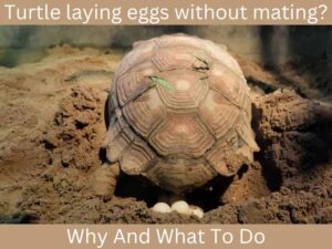 Turtle Puking 5 Sick Turtle Symptoms: How To Tell and Common Sicknesses - Reptile Scout