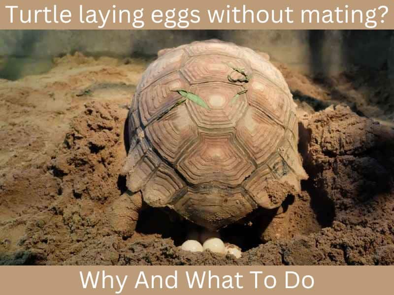 a turtle laying infertile turtle eggs