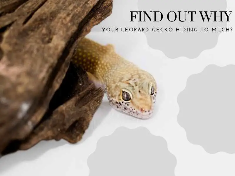 a leopard gecko hiding and sleeping