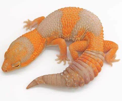 an albino fat-tailed gecko