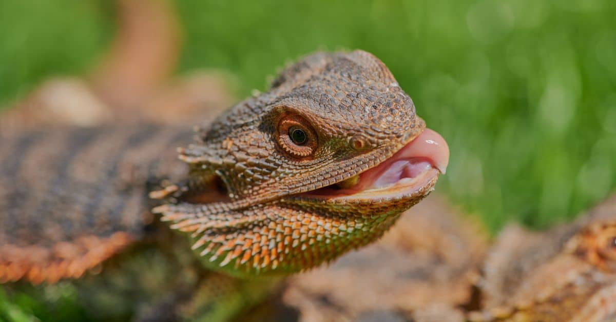 a bearded dragon choking on food