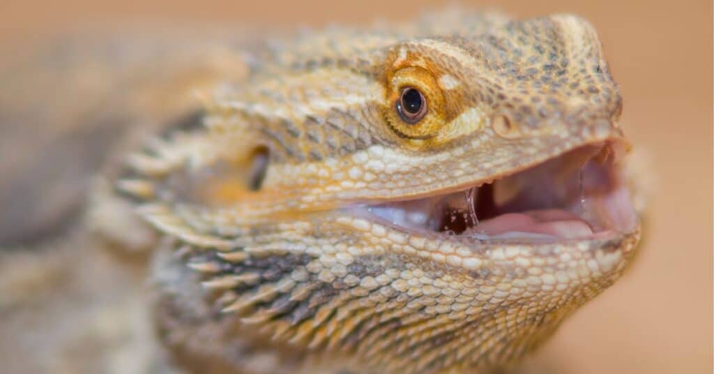 Bearded Dragons JawClicking Issues & Care Reptile Scout