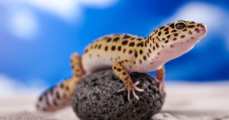 Transporting Gecko How To Transport A Gecko Anywhere - Reptile Scout