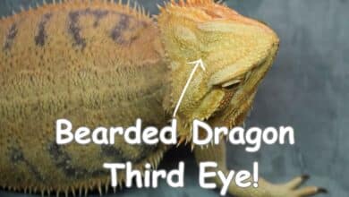 a bearded dragon third eye