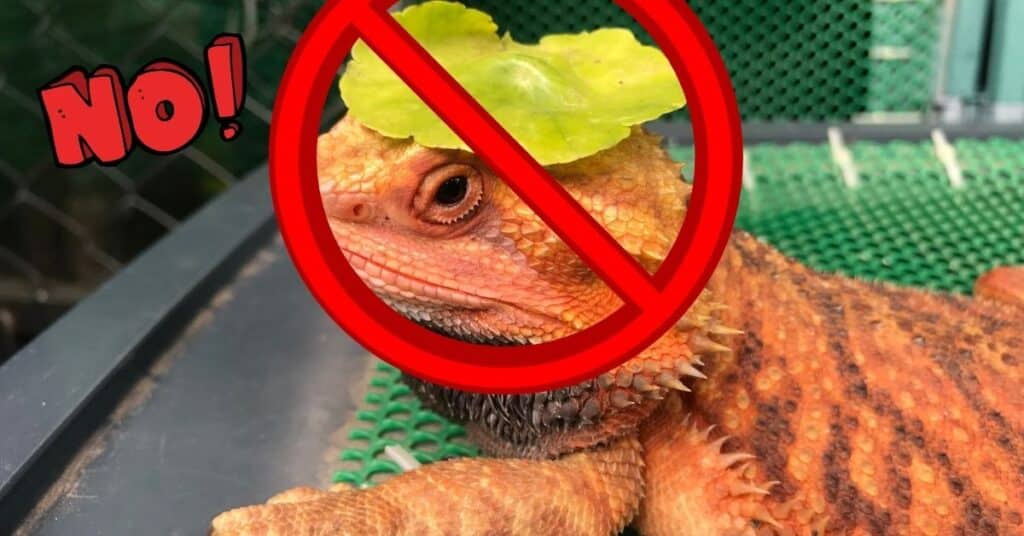 how to care for bearded dragon parietal third eye