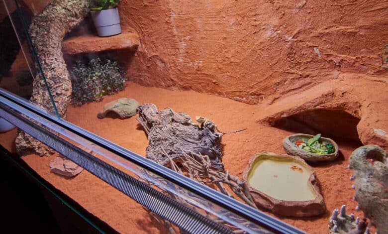 a sterilized reptile tank and substrate