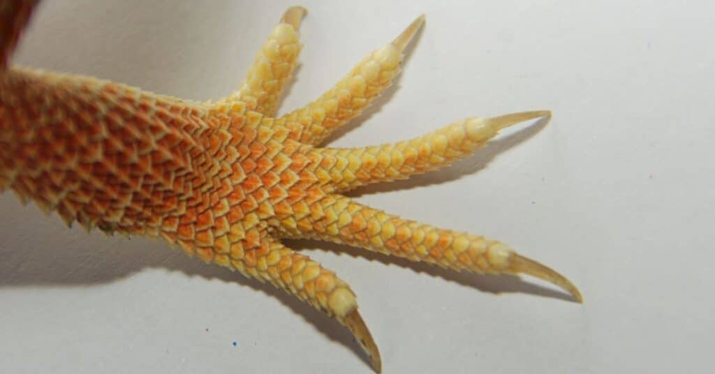 a juvenile bearded dragon's nails
