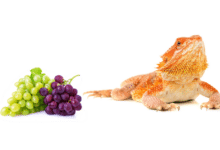 a bearded dragon eating some green and red grapes