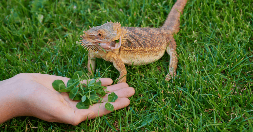a bearded dragon eating clover