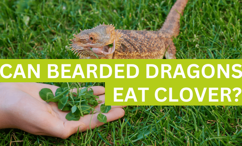 can bearded dragon eat clover?