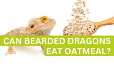 answering can bearded dragons eat oatmeal?