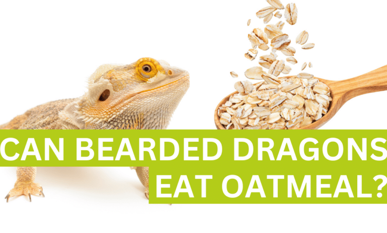 answering can bearded dragons eat oatmeal?